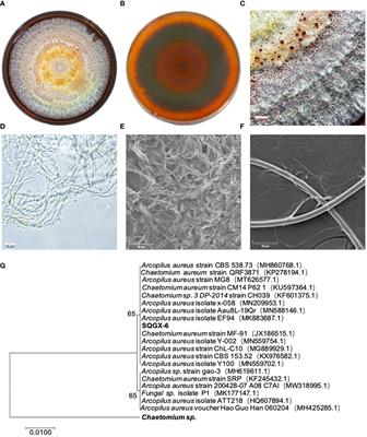 Identification and application of an endophytic fungus Arcopilus aureus from Panax notoginseng against crop fungal disease